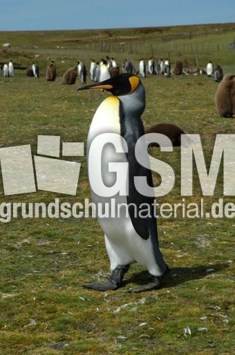 Königspinguin (69 von 84).jpg